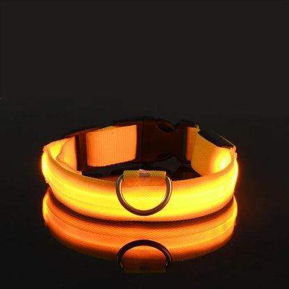 Laisse et collier lumineux rechargeable pour chien