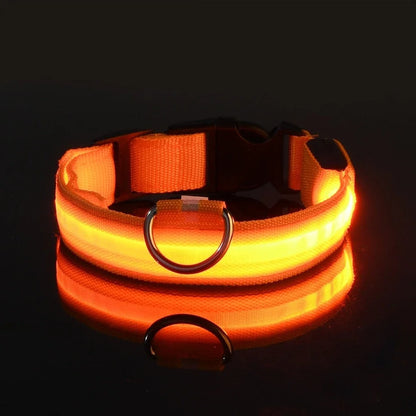 Laisse et collier lumineux rechargeable pour chien