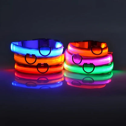 Laisse et collier lumineux rechargeable pour chien